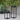 Orvanta Solar Lantern Outdoor Light with Remote Control | IP65 Waterproof Garden Decor Lamp Outdoor Lighting