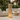 Elegant Solar Outdoor Light - Waterproof LED Landscape Lighting Outdoor Lighting