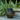Elegant Solar Lantern - Hanging Solar Powered Lanterns for Garden or Patio Decor Outdoor Lighting